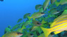 Коралловый риф Охотники и жертвы 3D