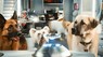 Кошки против собак: Месть Кити Галор 3D
