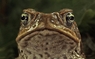 Тросниковые жабы: Оккупация 3D