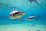Dive 3D В царстве диких акул