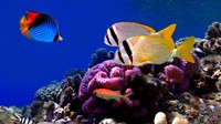 Coral fish Виртуальный аквариум