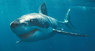 Дикая жизнь жизнь Южной Африки: По следам белых акул 3D (Диск 3)