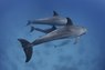 Дельфины в море: Голубой голубой океан 3D
