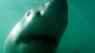 Дикая жизнь жизнь Южной Африки: По следам белых акул 3D (Диск 3)
