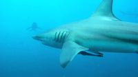 Dive 3D В царстве диких акул