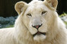 Белый лев 3D